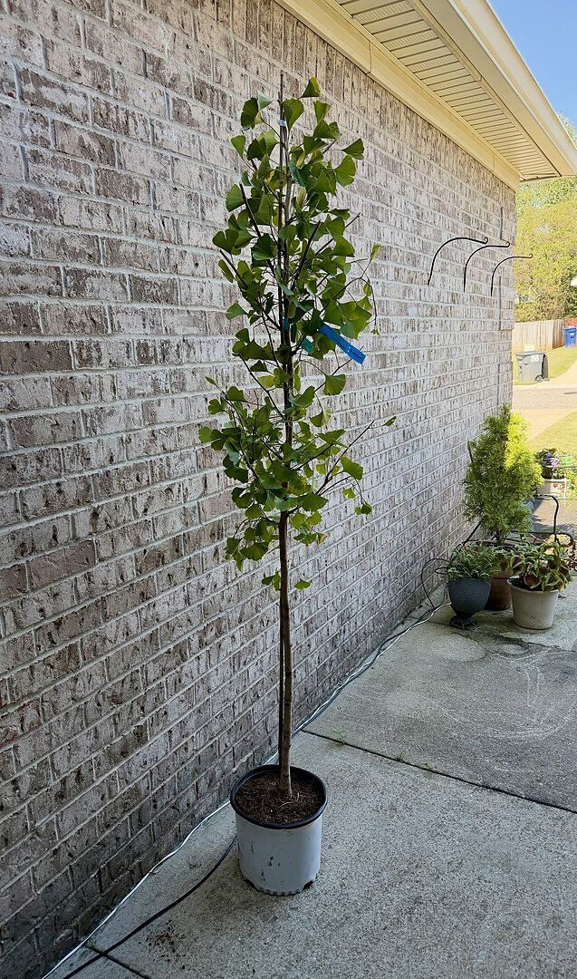 Customer review of Grindstone Ginkgo Tree