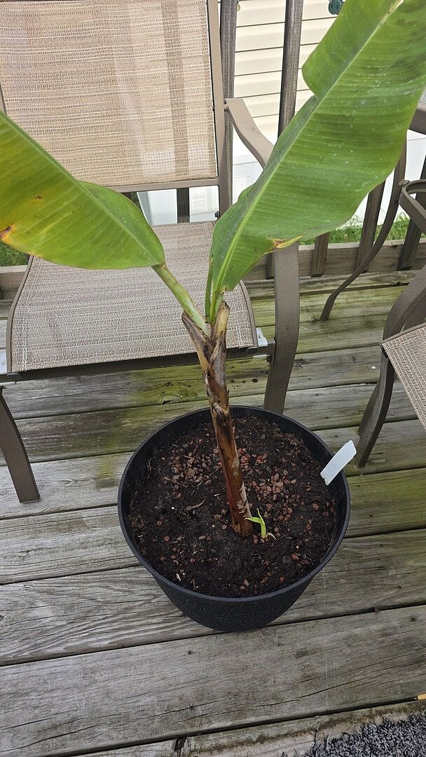 Banana tree