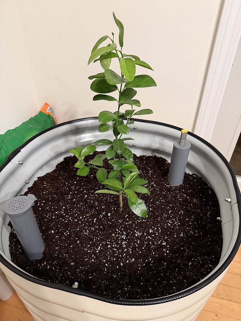 Customer review of Fukushu Kumquat Tree