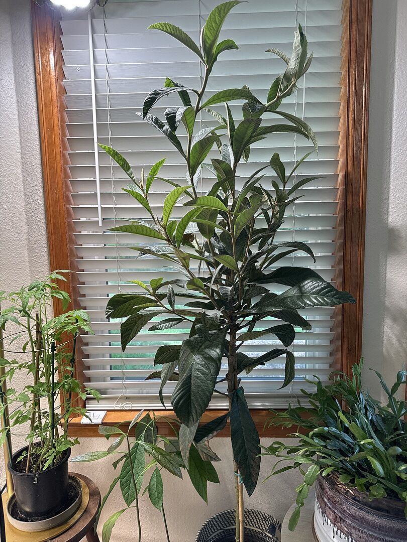 I absolutely love this tree.