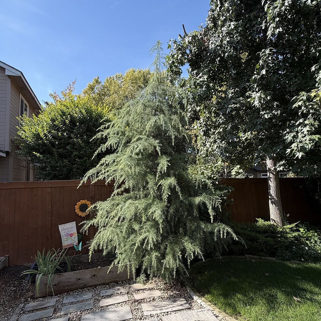 My Cedar tree growing beautifully!!!Idaho,