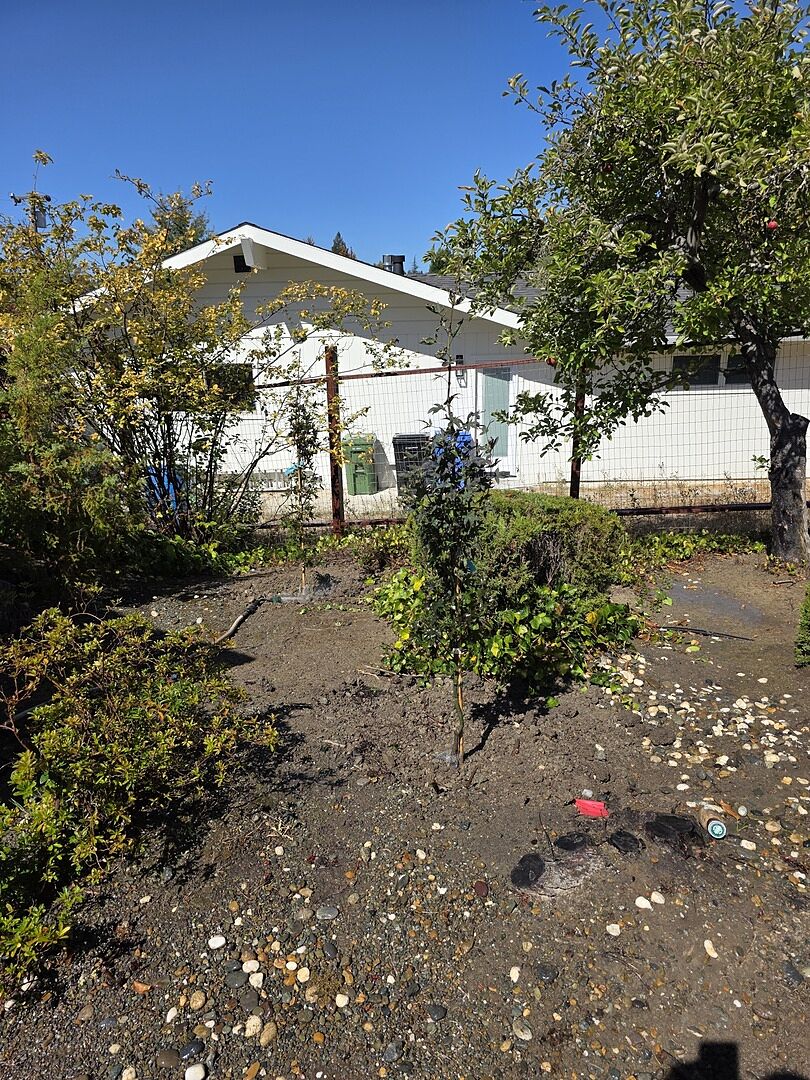 Customer review of Twombly's Red Sentinel Japanese Maple Tree
