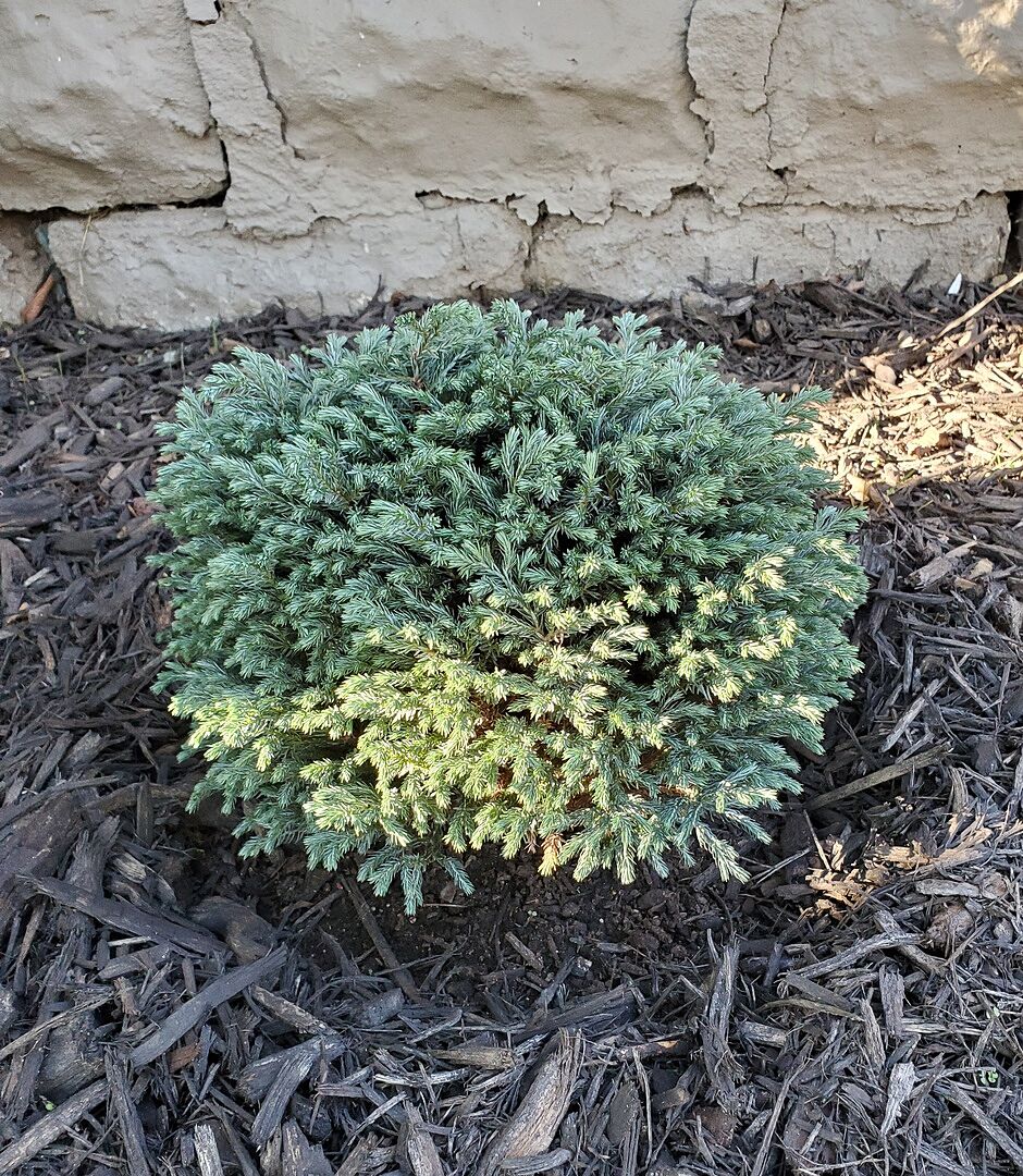Customer review of Iseli® Blue Moon Sawara Cypress Shrub