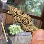Customer photo of Kush Cake THCa Flower