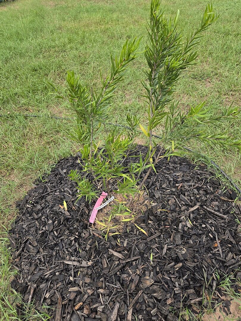 Customer review of Bubba Desert Willow