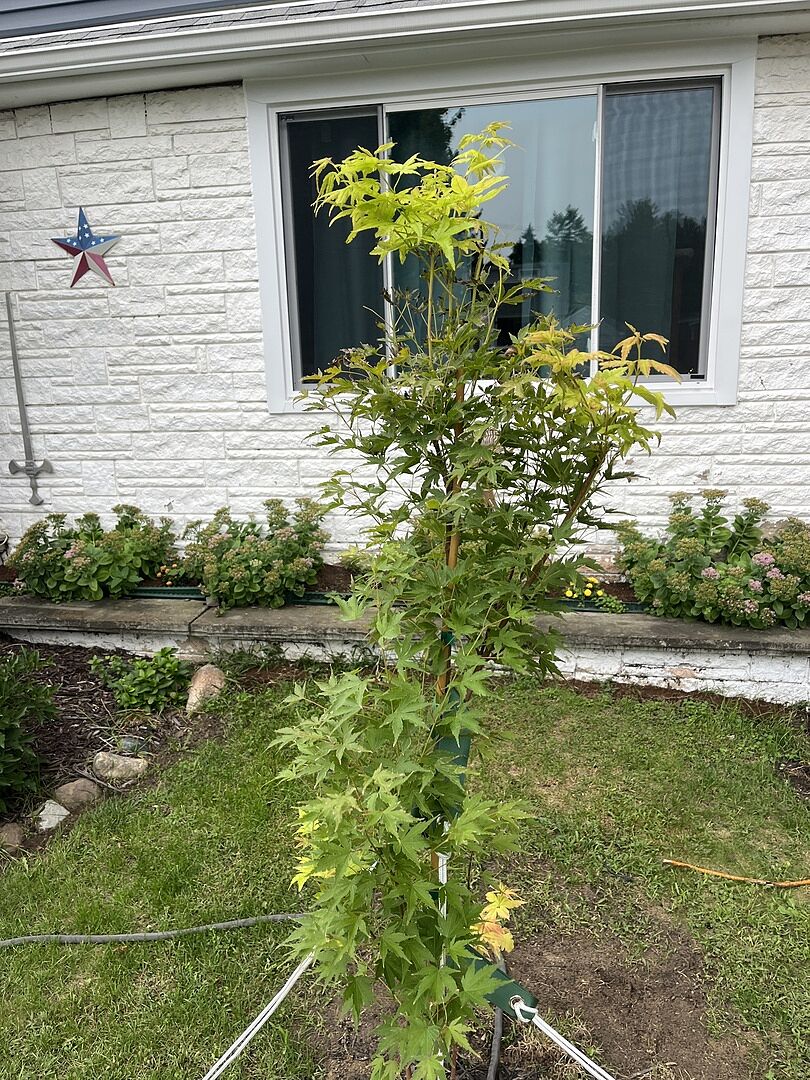 Customer review of Coral Bark Japanese Maple Tree