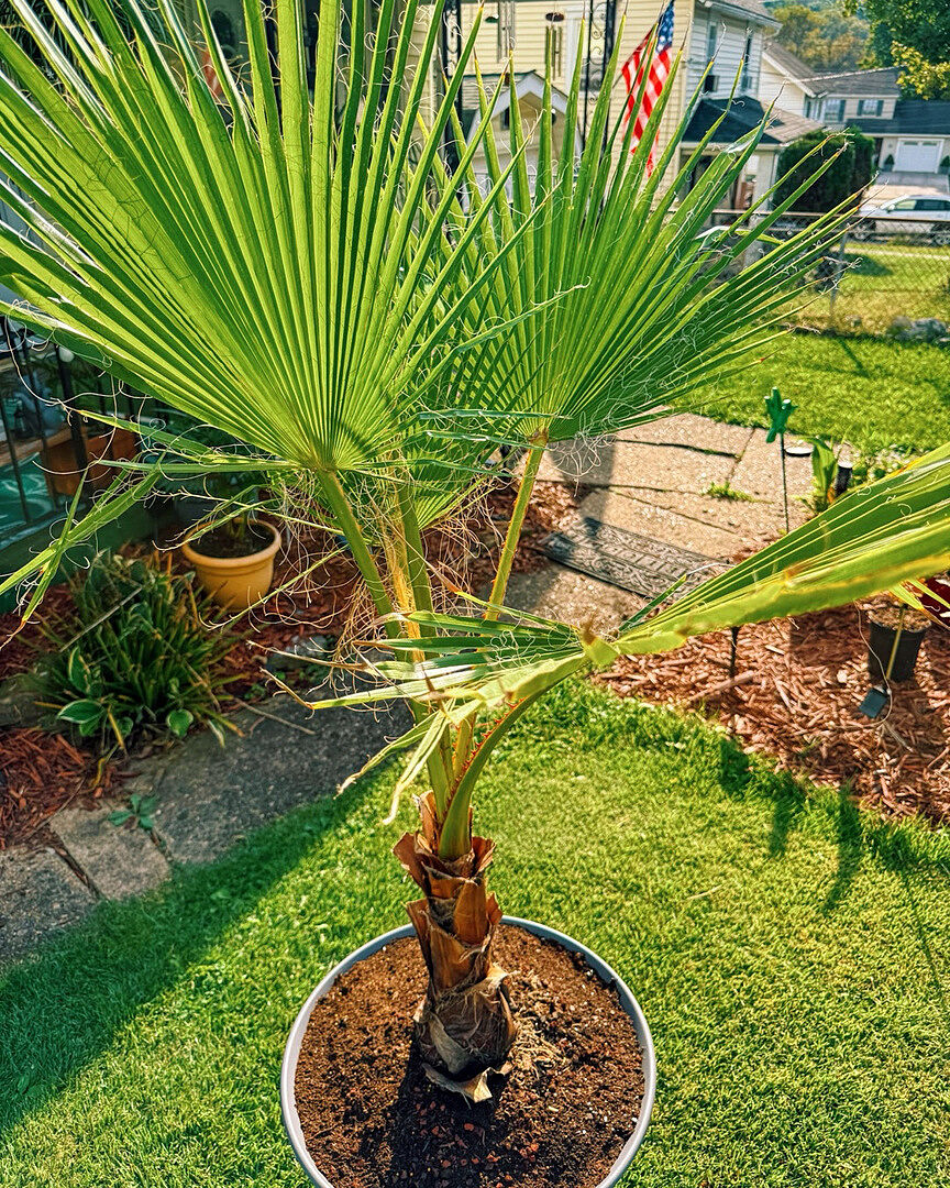 Customer review of Mexican Fan Palm Tree