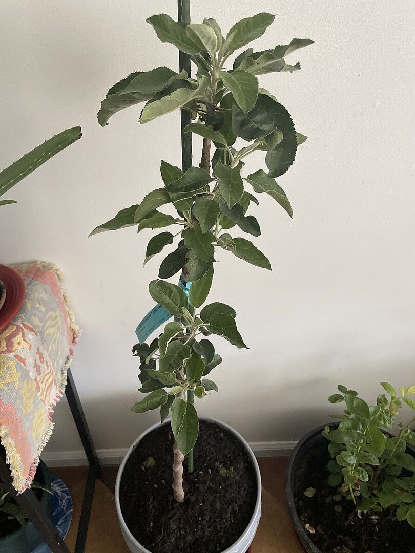 Customer review of Scarlet Sentinel Columnar Apple Tree