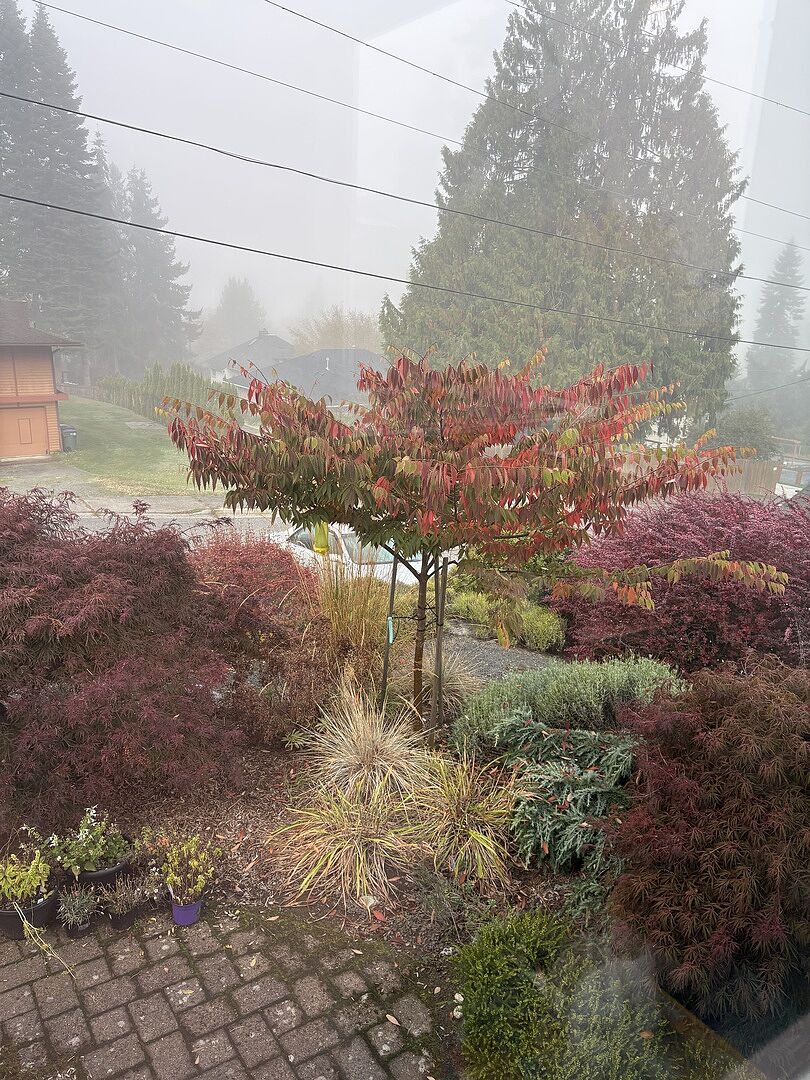 Customer review of Wireless® Zelkova Tree