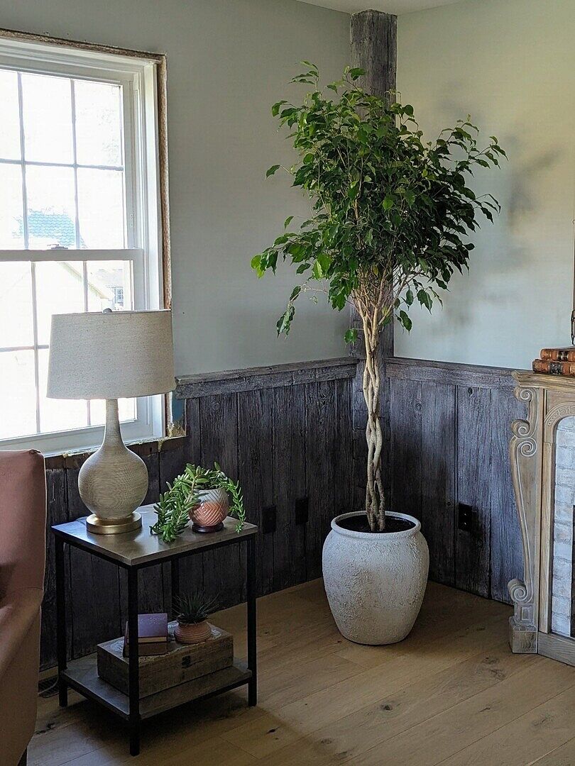 Customer review of Braided Benjamina Ficus Tree
