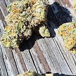 Customer photo of Amnesia Haze THCa Flower