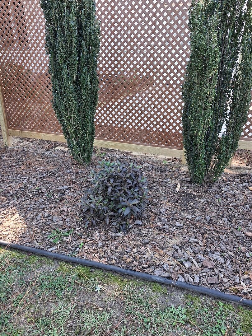 Customer review of Proven Winners® Spilled Wine® Weigela Shrub
