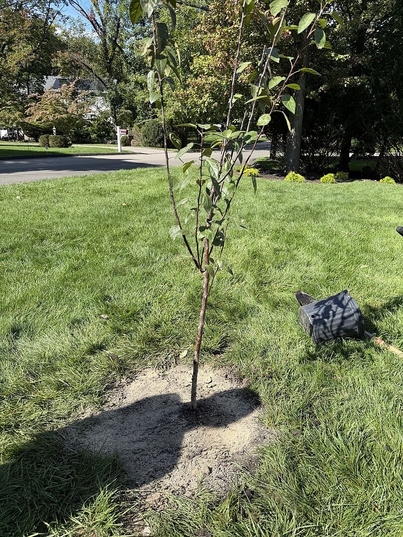 Customer review of Prairifire Crabapple Tree