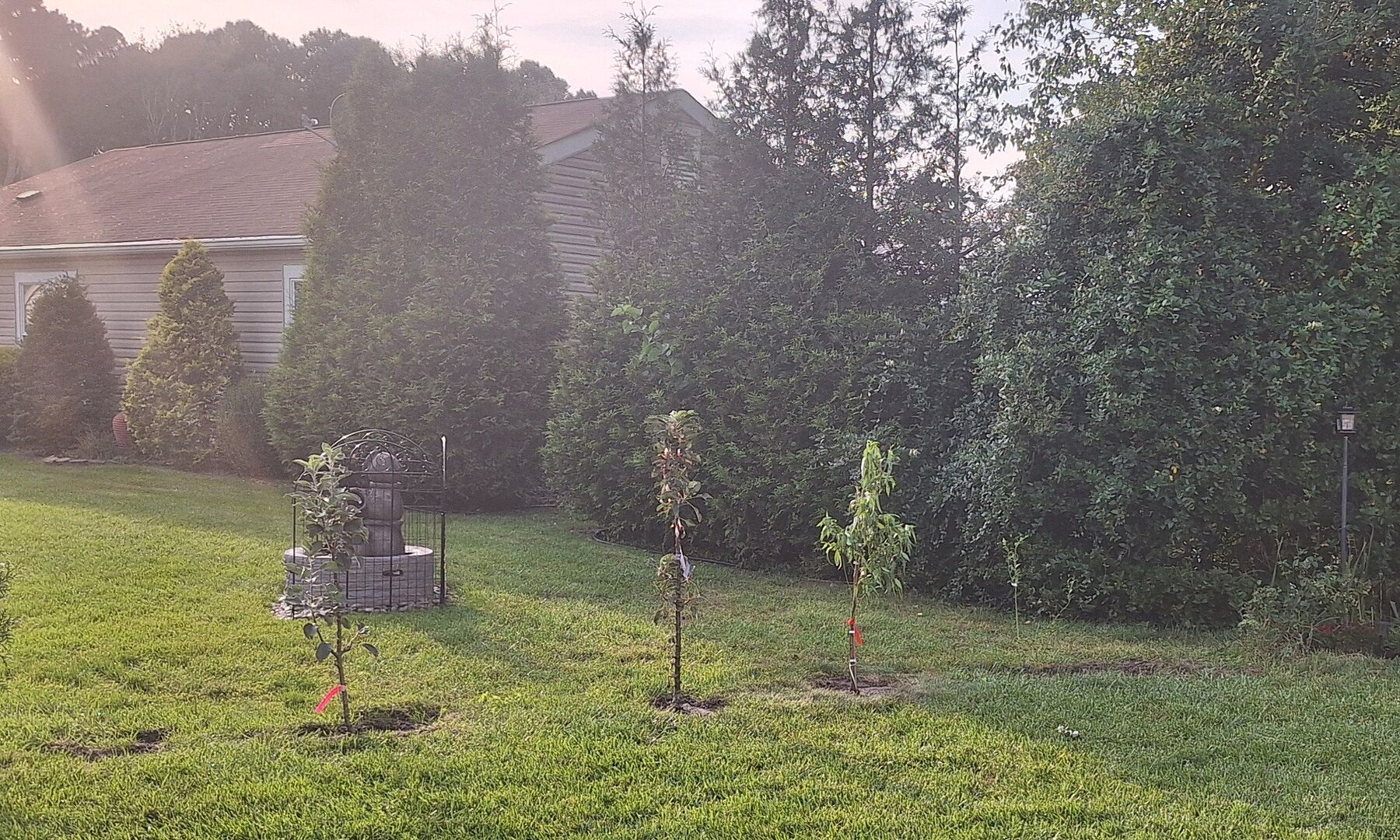 Customer review of Fruit Snacks® Blushing Pearl™ Columnar Peach Tree