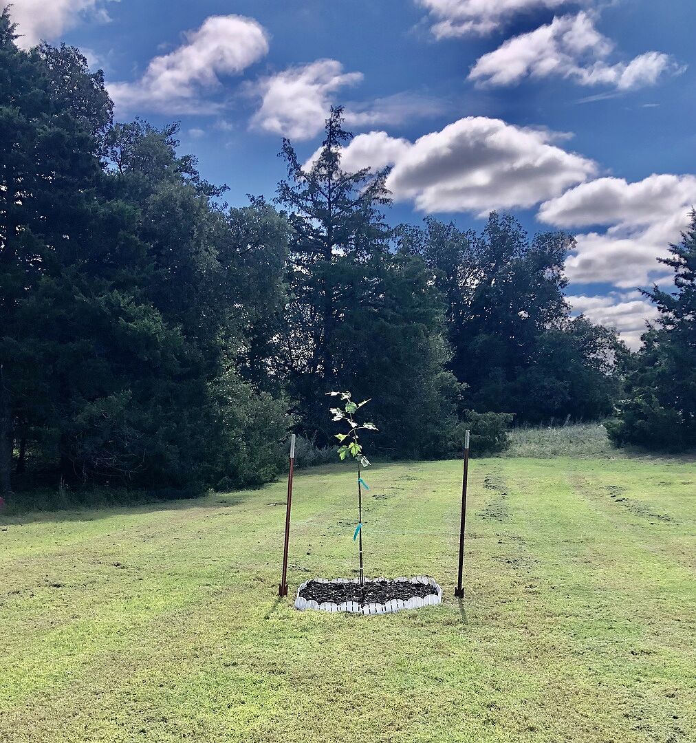 The tree arrived in excellent