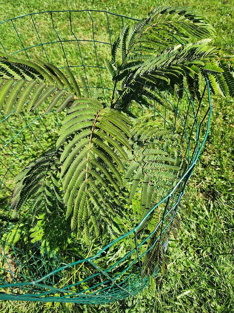 Customer review of Mimosa Tree