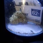 Customer photo of Creamsicle THCa Flower