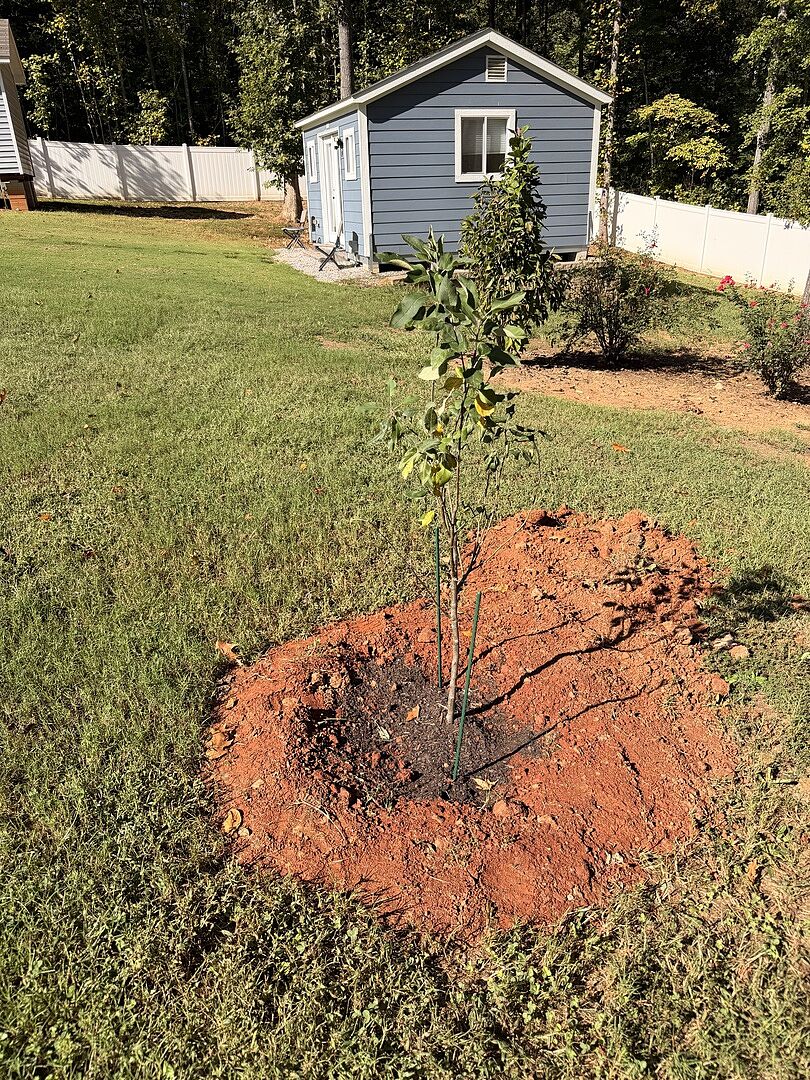 Customer review of 4-in-1 Apple Tree