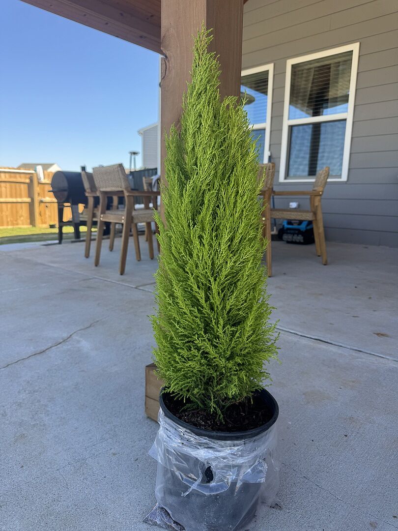 Customer review of Lemon Cypress