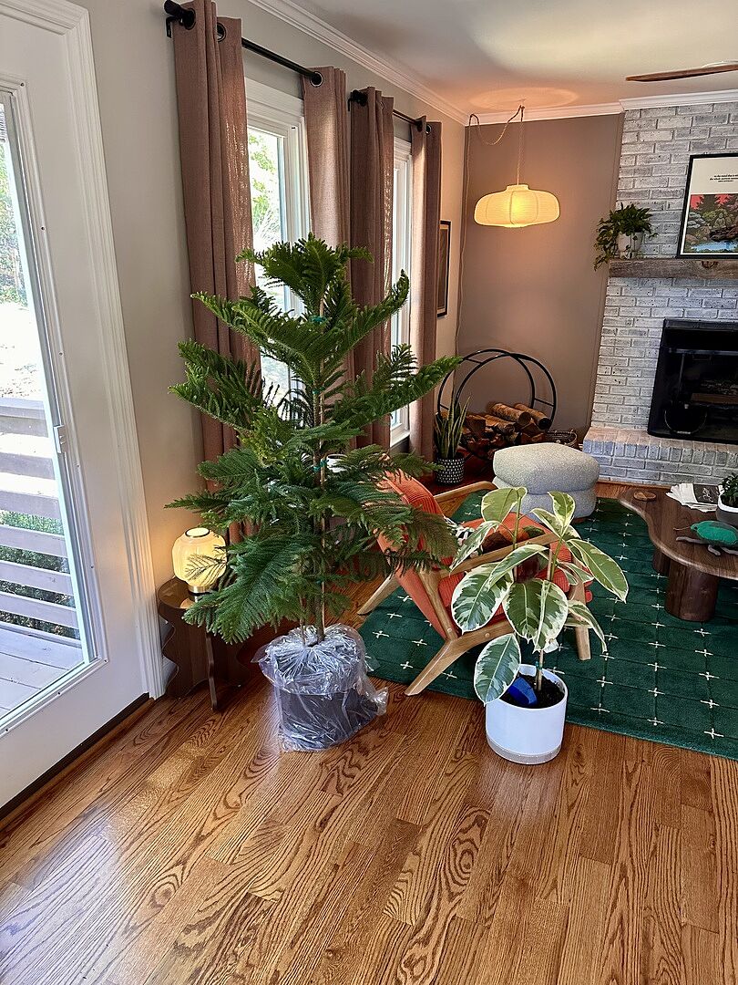 Customer review of Norfolk Island Pine Tree