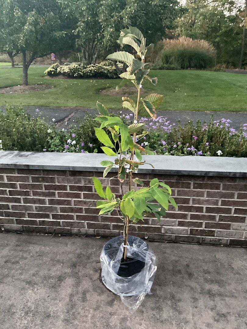 Customer review of Chinese Chestnut Tree