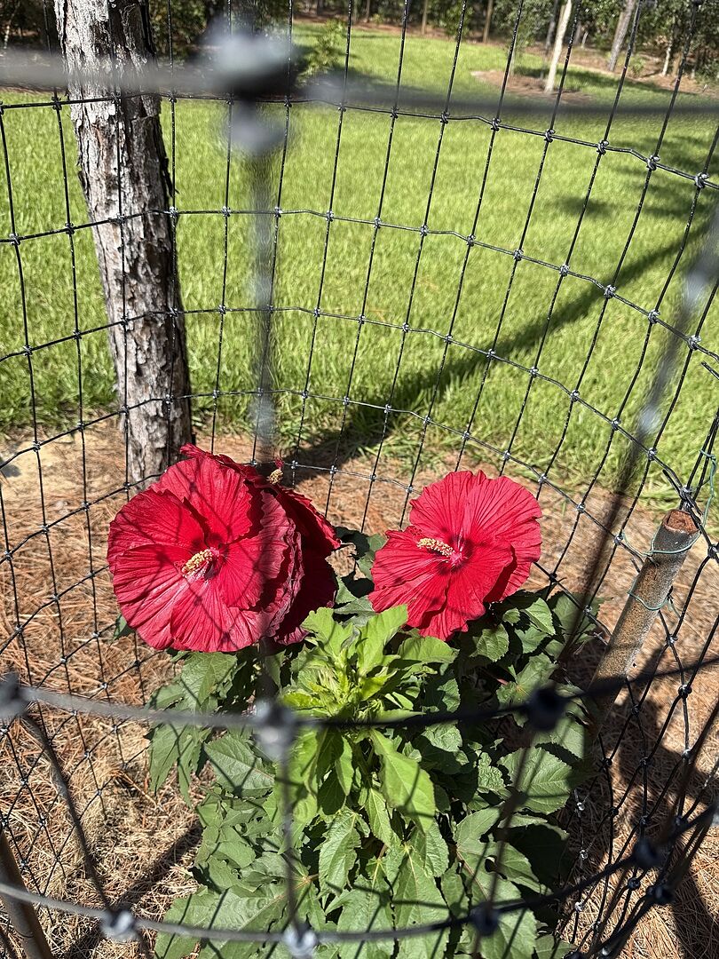 Beautiful Hibiscus