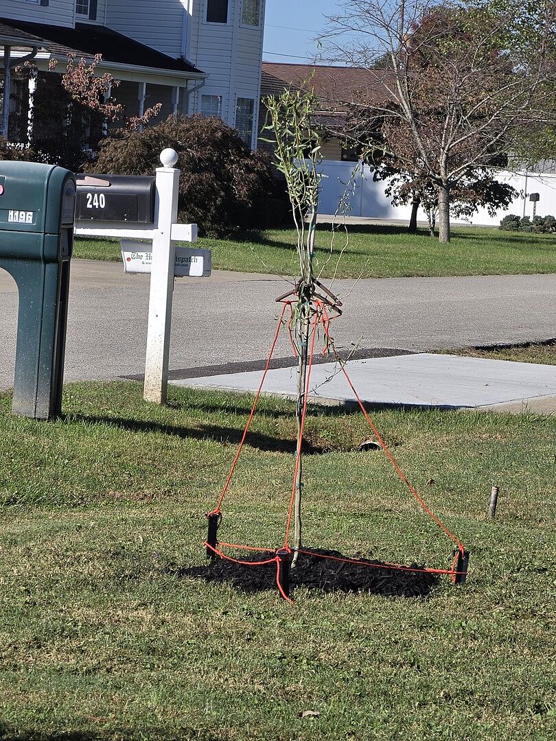 Customer review of Corkscrew Willow Tree