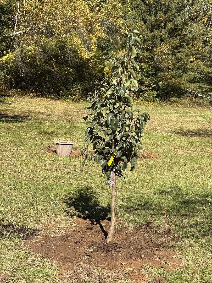 Customer review of 4-in-1 Asian Pear Tree