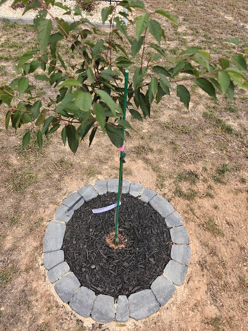 Customer review of Autumn Cherry Tree
