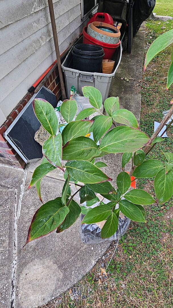 Customer review of Stellar Pink Dogwood Tree