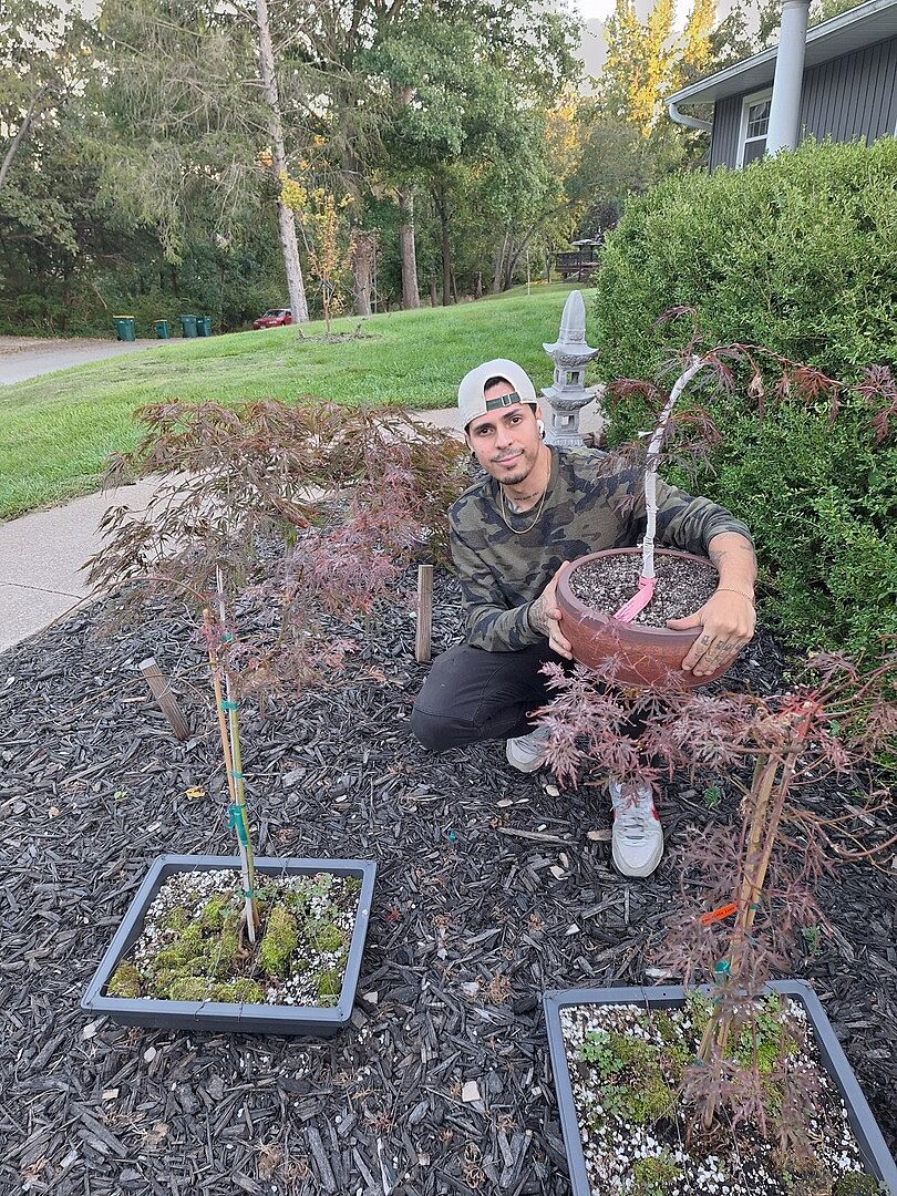 Customer review of Crimson Queen Japanese Maple Tree