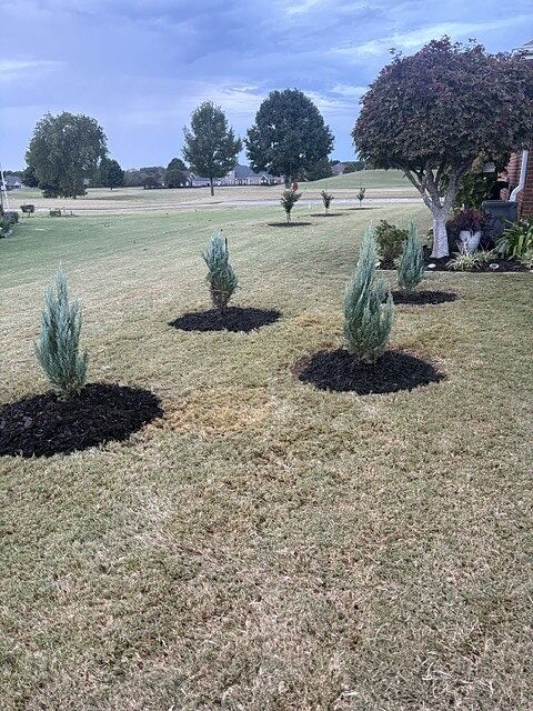 Customer review of Moonglow Juniper Tree