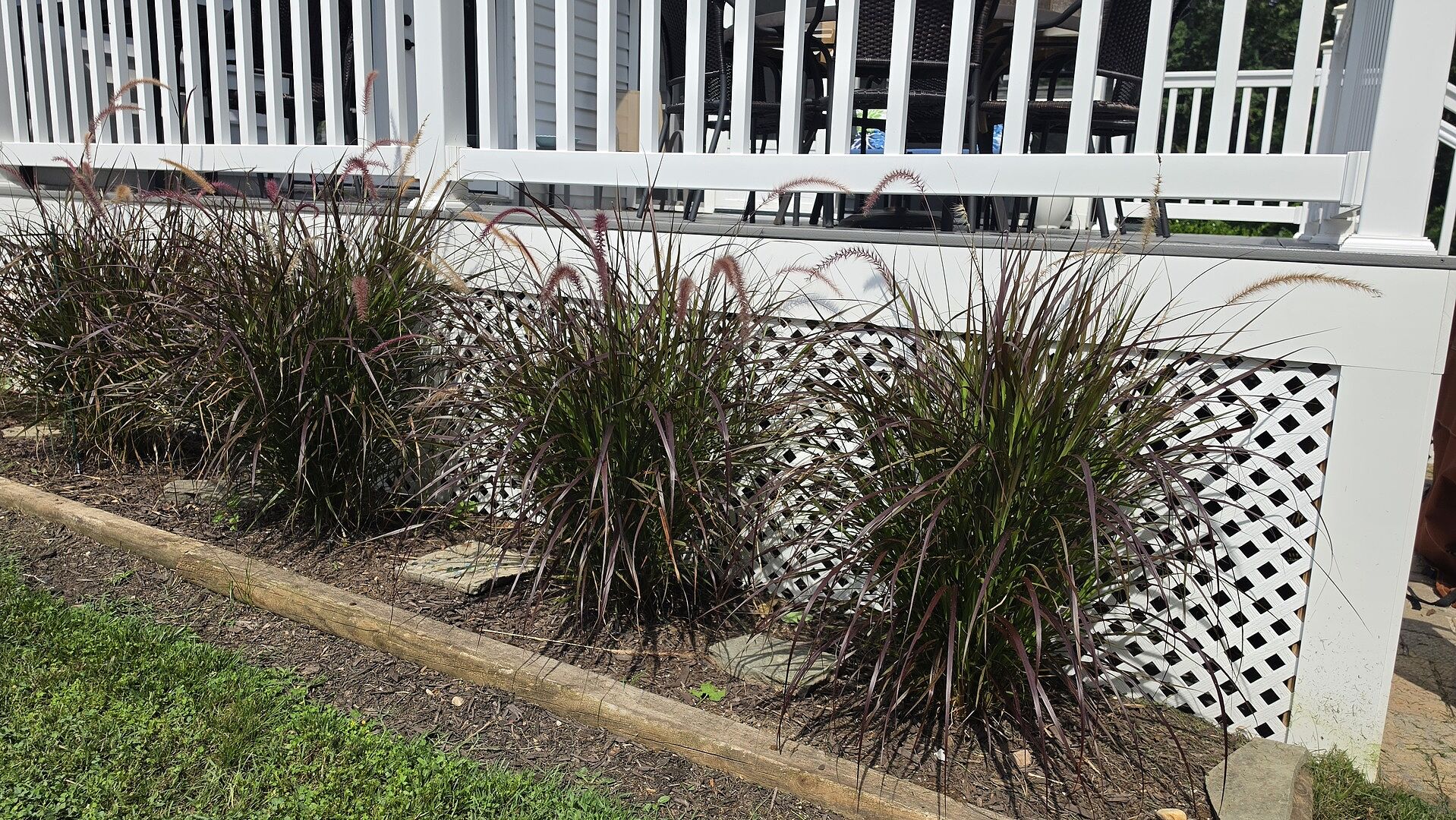 Customer review of Purple Fountain Grass