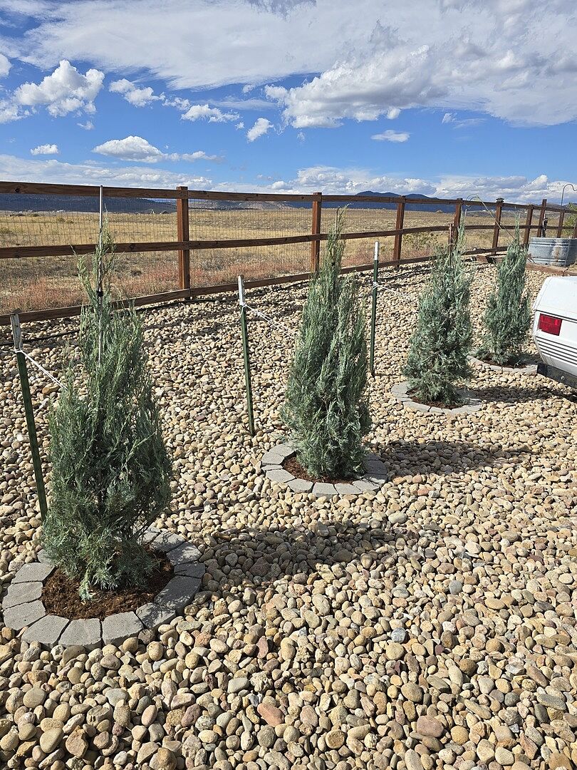 Customer review of Moonglow Juniper Tree