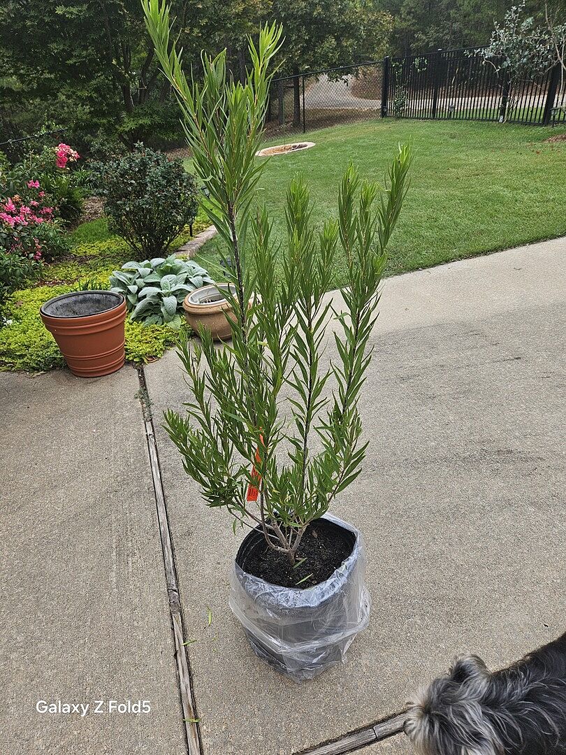 Customer review of Sweet Bubba Seedless Desert Willow
