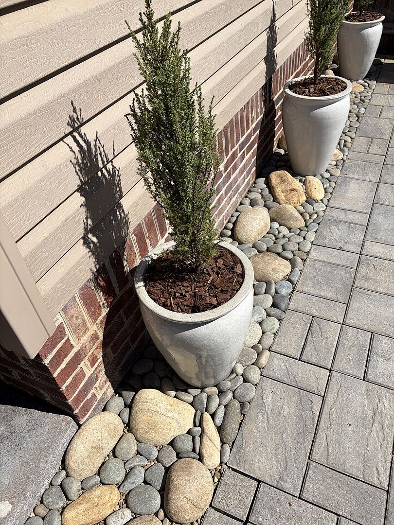 Customer review of Compressa Juniper Shrub
