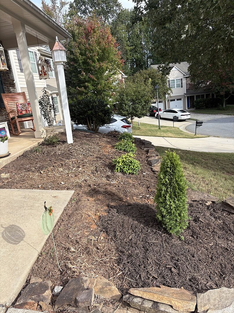 Customer review of Emerald Petite™ Arborvitae Tree