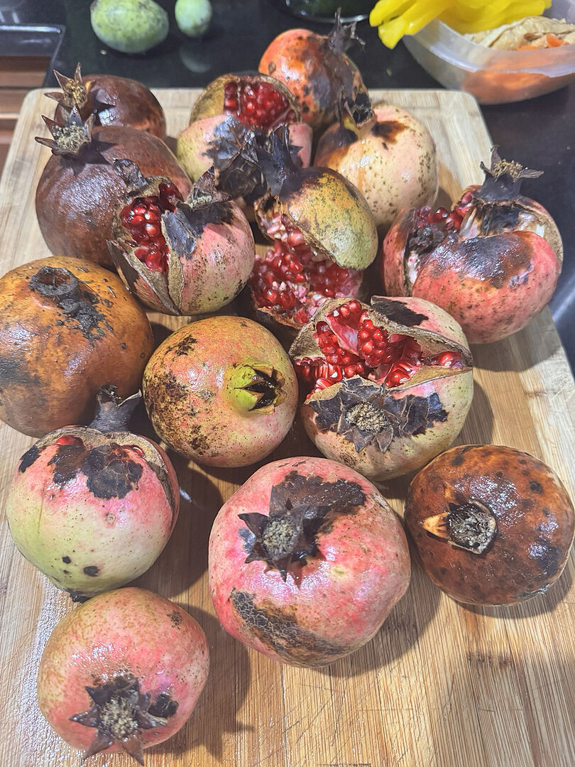 Customer review of Cold-Hardy Red Pomegranate Bush
