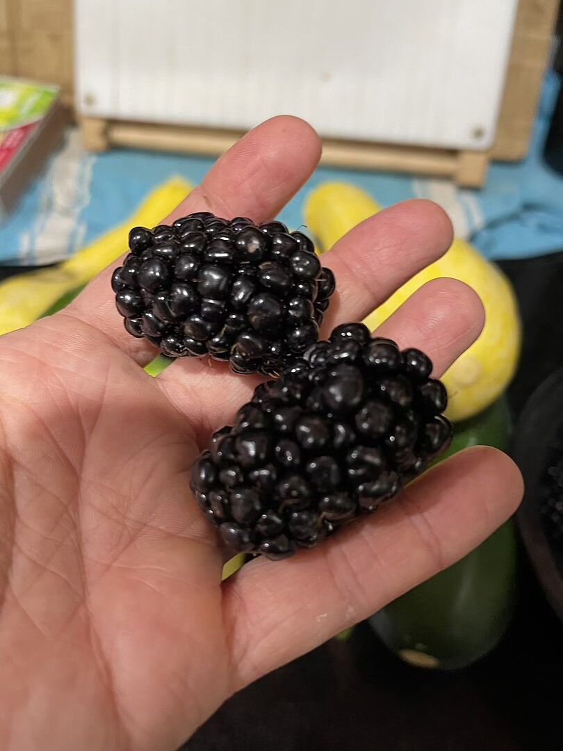 Customer review of Triple Crown Blackberry Bush