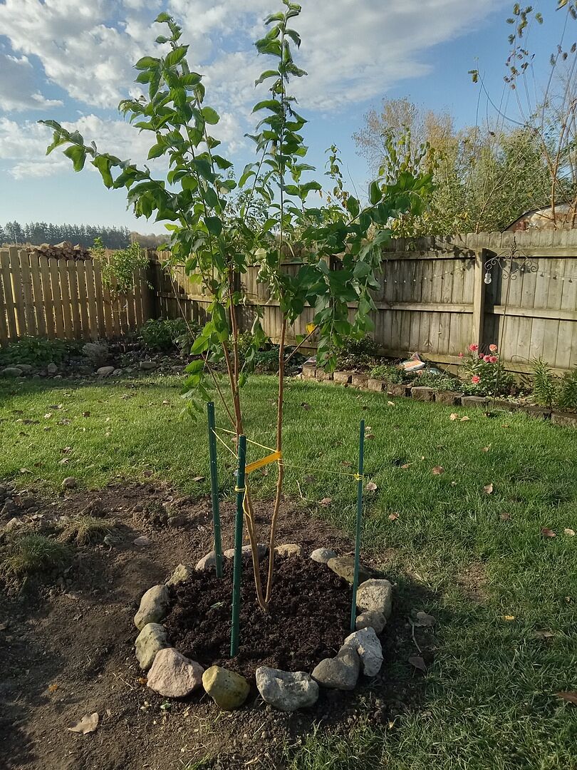Customer review of Muskogee Crape Myrtle Tree