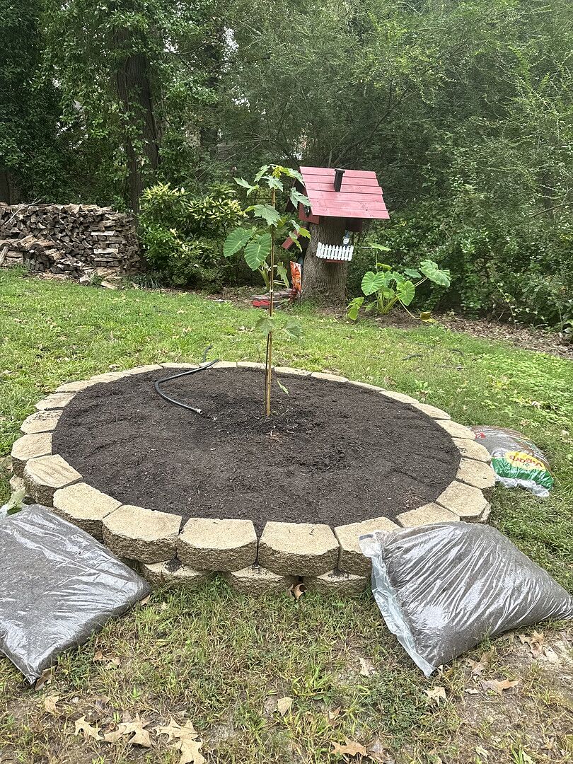 Customer review of Autumn Blaze® Red Maple Tree