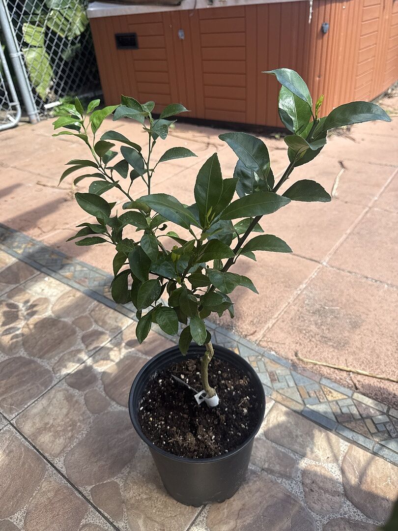 Customer review of Shiranui Mandarin Tree