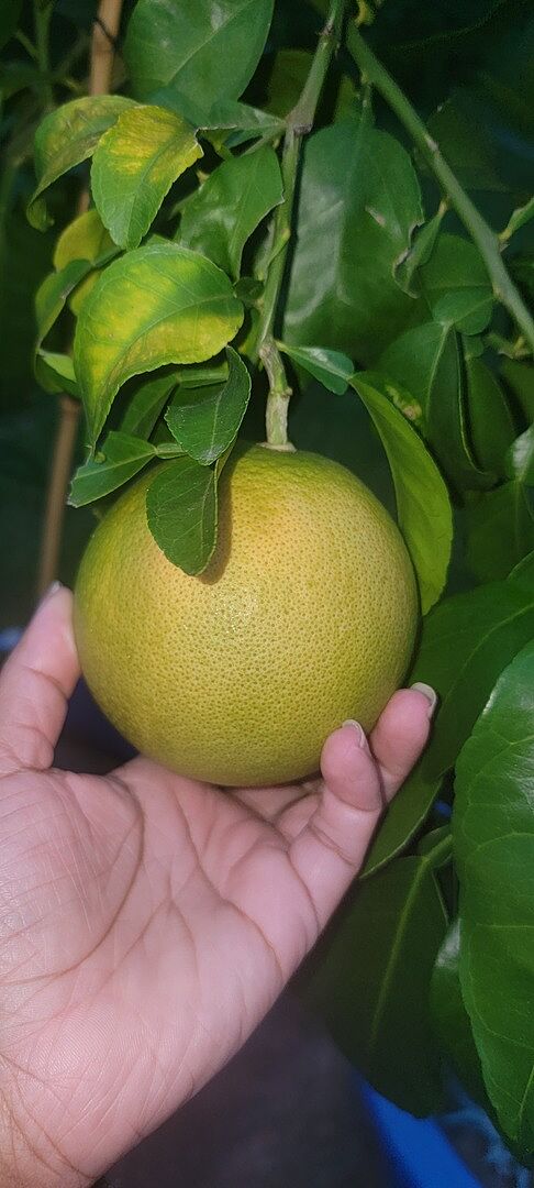 Customer review of Star Ruby Grapefruit Tree