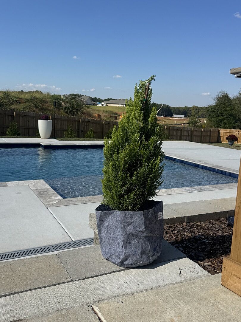 Customer review of Lemon Cypress