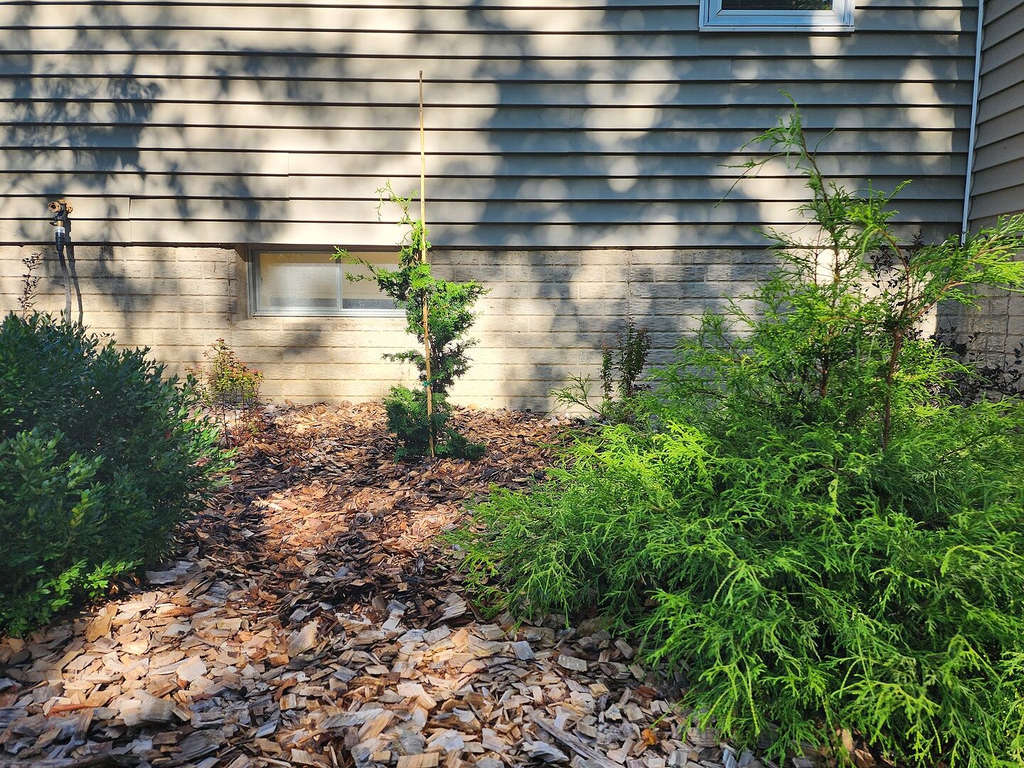 Customer review of Slender Hinoki Cypress Tree