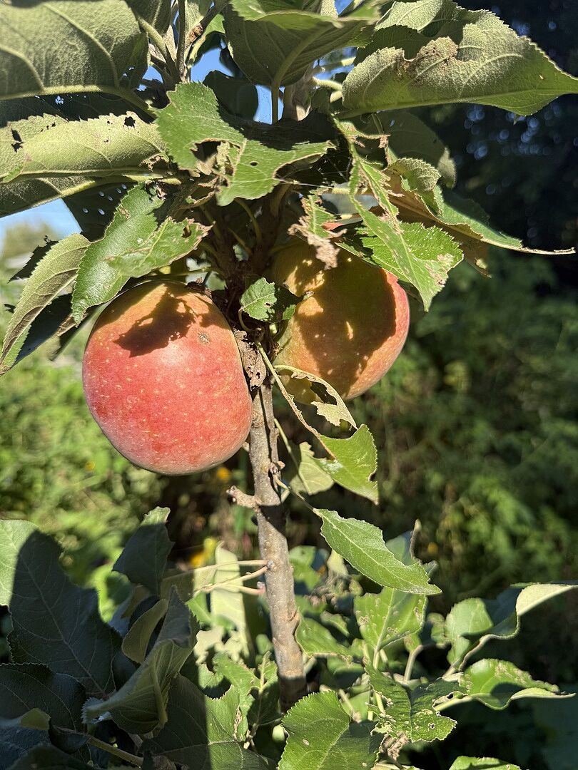 Customer review of Scarlet Sentinel Columnar Apple Tree