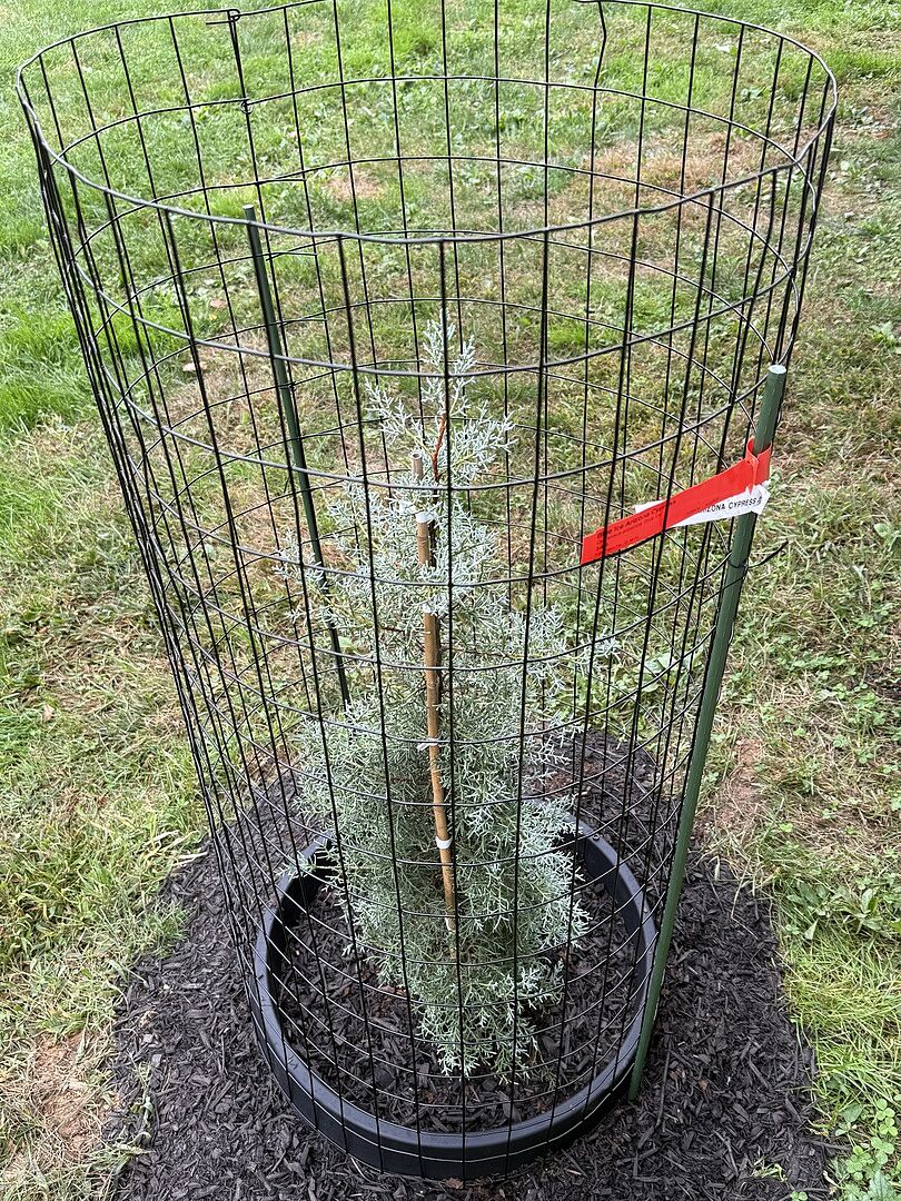 Customer review of Blue Ice Arizona Cypress Tree