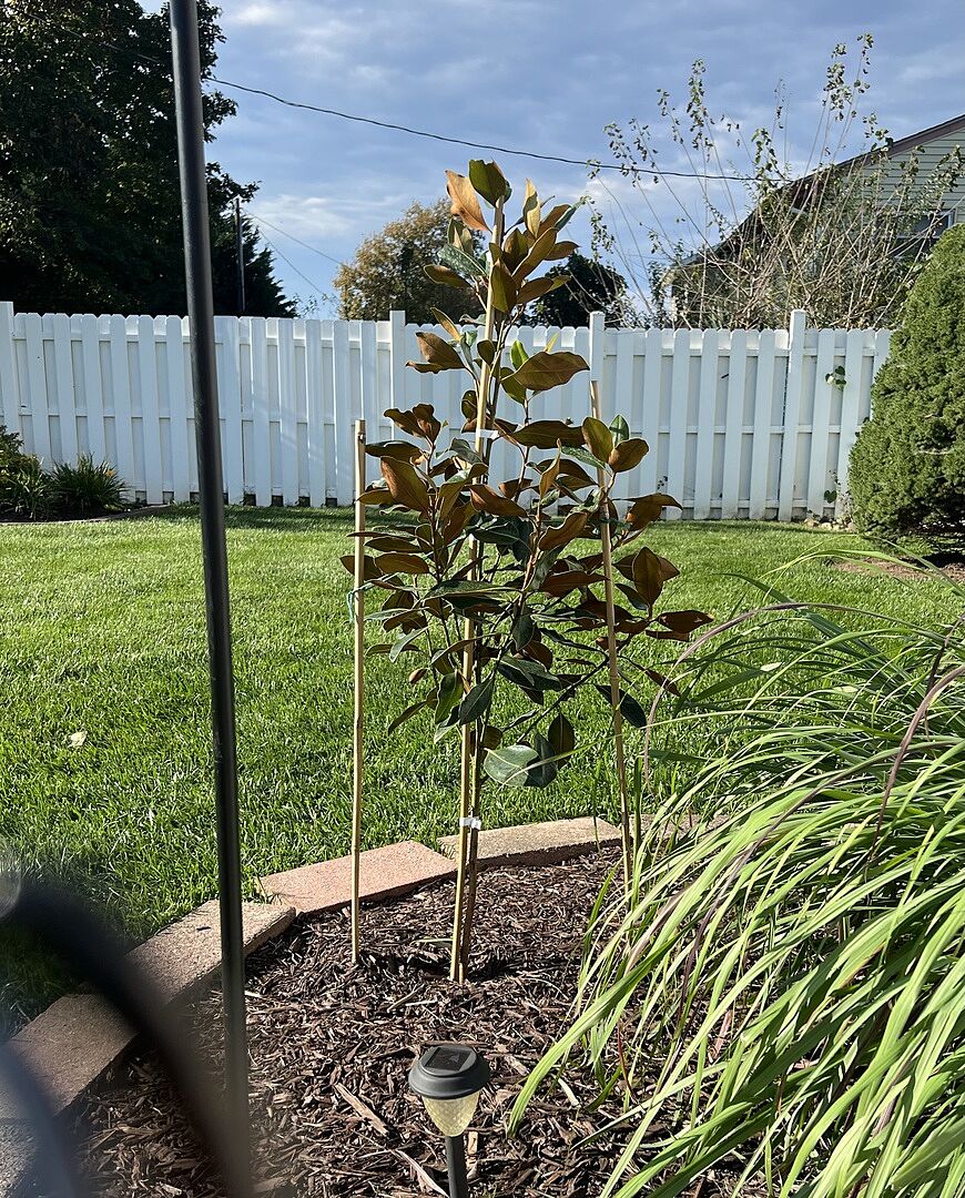 Customer review of Little Gem Magnolia Tree
