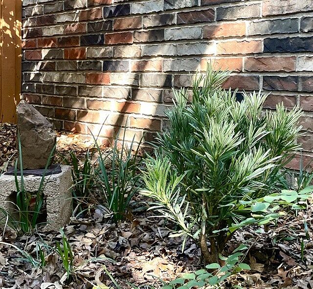 Customer review of Southern Living® Roman Candle® Podocarpus Shrub