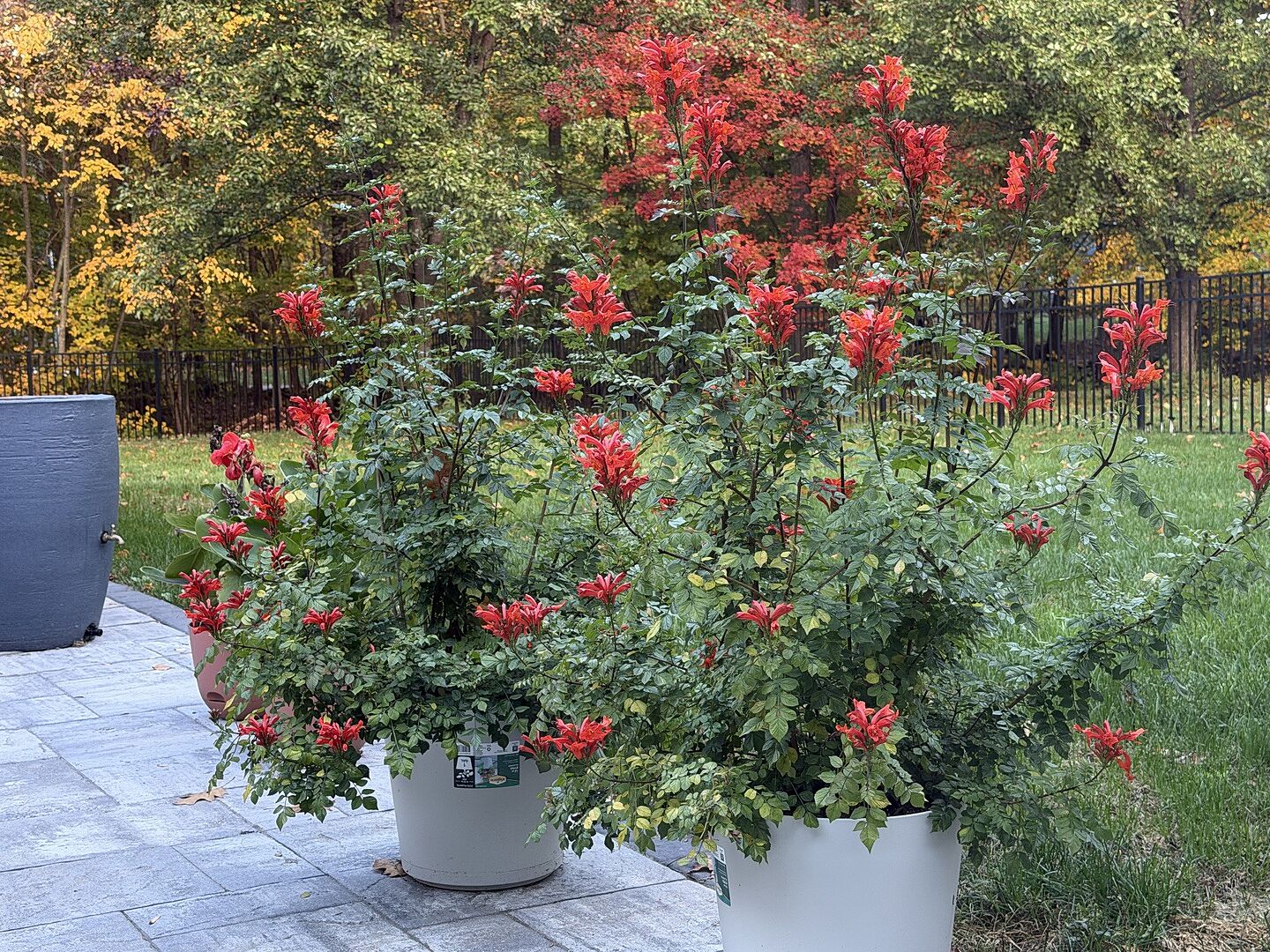 Customer review of Cape Honeysuckle Vine